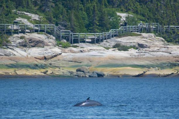 Motel De L'Anse A L'Eau Tadoussac Ngoại thất bức ảnh